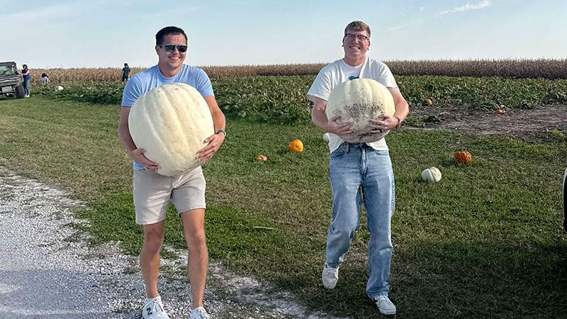 Two employees carrying large white pumpkins across a pumpkin patch