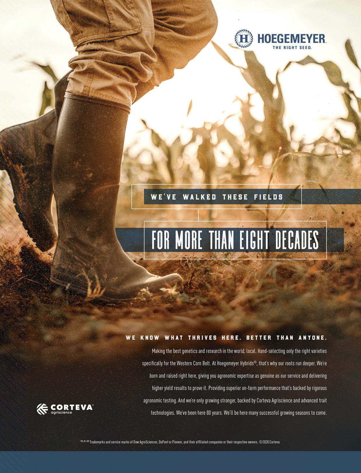 Hoegemeyer Print Ad With Man Walking In Corn Field